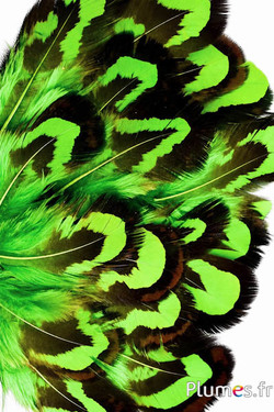 Fazant Reeves - 2-4 cm - lime